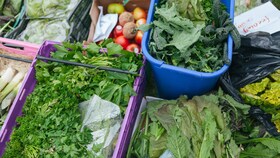 Una selección de diferentes hojas para ensalada