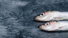 Pescado conservado en hielo