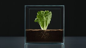 Lechuga en una caja de cristal que representa el pilar fundamental para elevar el sabor a otro nivel